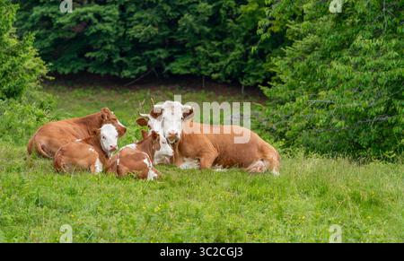 Quelques vaches au repos sur un pré vu dans la Forêt Noire dans le sud de l'Allemagne à l'heure d'été Banque D'Images