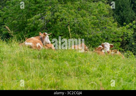 Quelques vaches au repos sur un pré vu dans la Forêt Noire dans le sud de l'Allemagne à l'heure d'été Banque D'Images