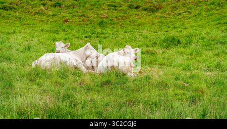 Quelques vaches blanches au repos sur un pré vu dans la Forêt Noire dans le sud de l'Allemagne à l'heure d'été Banque D'Images