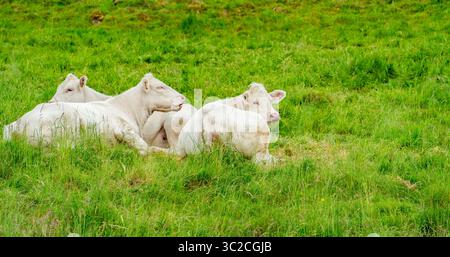 Quelques vaches blanches au repos sur un pré vu dans la Forêt Noire dans le sud de l'Allemagne à l'heure d'été Banque D'Images