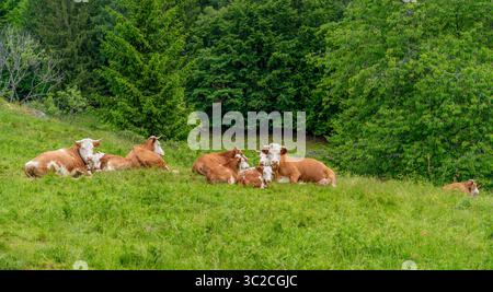 Quelques vaches au repos sur un pré vu dans la Forêt Noire dans le sud de l'Allemagne à l'heure d'été Banque D'Images
