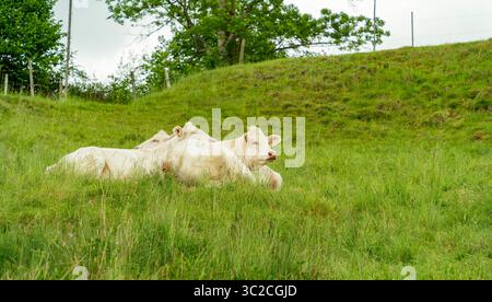 Quelques vaches blanches au repos sur un pré vu dans la Forêt Noire dans le sud de l'Allemagne à l'heure d'été Banque D'Images