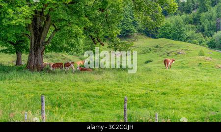 Quelques vaches sur un pré vu dans la Forêt Noire dans le sud de l'Allemagne à l'heure d'été Banque D'Images