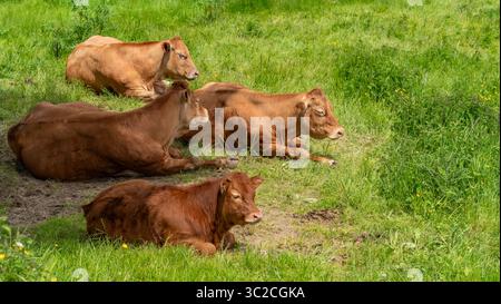 Quelques vaches brunes au repos sur un pré vu dans la Forêt Noire dans le sud de l'Allemagne à l'heure d'été Banque D'Images
