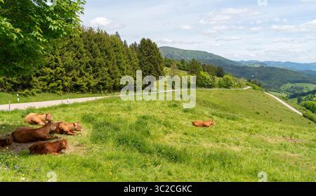 Quelques vaches brunes au repos sur un pré vu dans la Forêt Noire dans le sud de l'Allemagne à l'heure d'été Banque D'Images