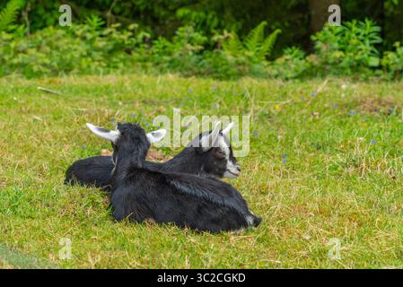 Deux chèvres noires au repos sur un pré vu dans la Forêt Noire dans le sud de l'Allemagne à l'heure d'été Banque D'Images