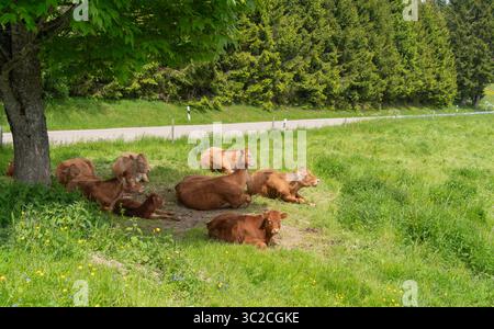 Quelques vaches brunes au repos sur un pré vu dans la Forêt Noire dans le sud de l'Allemagne à l'heure d'été Banque D'Images