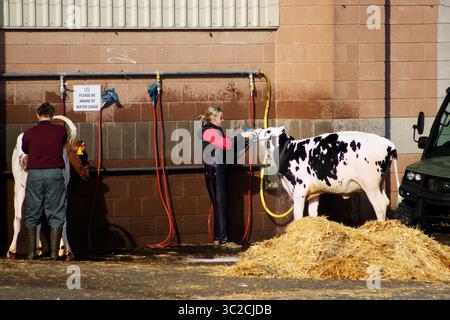 EXETER, DEVON, Royaume-Uni - 18 MAI 2023 vache lavée par une femme à l'extérieur d'un bâtiment agricole Banque D'Images