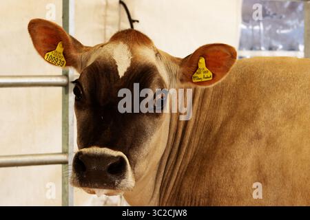 EXETER, DEVON, Royaume-Uni - 18 MAI 2023 tête d'une vache Jersey Banque D'Images
