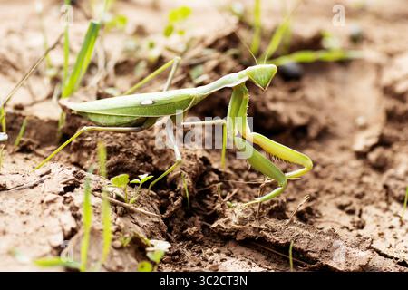 Gros plan d'une seule Mantis africaine géante (Sphodromantis viridis) Banque D'Images