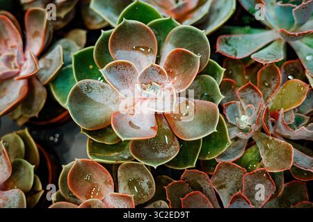 Un bouquet d'Echeveria fleurit avec des gouttelettes d'eau dessus. Les plantes Echeveria sont à feuilles persistantes est un grand genre de plantes à fleurs de la famille des Crassul Banque D'Images