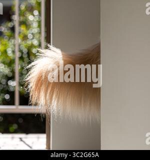 Beau berger allemand blanc et or Banque D'Images