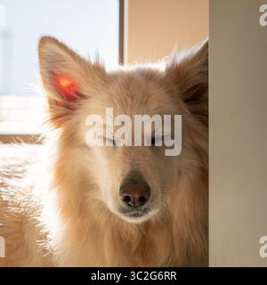 Beau berger allemand blanc et or Banque D'Images