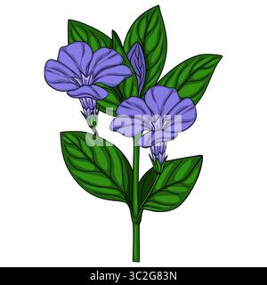 Illustration vectorielle délicate d'une branche de pervenche stylisée avec deux fleurs violettes vibrantes et des feuilles vertes luxuriantes, mettant en valeur un s détaillé dessiné à la main Illustration de Vecteur