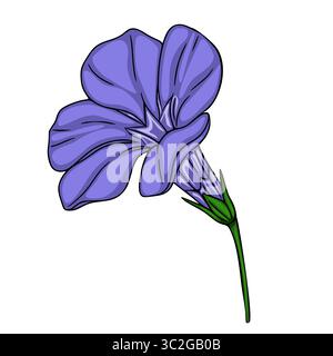 Illustration vectorielle délicate d'une seule fleur bleue Periwinkle avec une tige verte, isolée sur fond blanc. Illustration de Vecteur