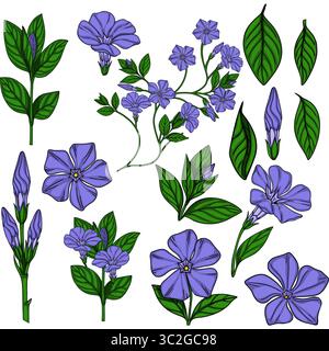 Illustration vectorielle détaillée de fleurs et de feuilles de pervenche, présentant diverses étapes de floraison et de formes de feuilles, idéal pour les conceptions botaniques et spr Illustration de Vecteur
