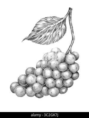 Grappe de raisins, variété Gamay dessinée au crayon, graphiques. Dessin au crayon dessiné à la main. pour menu, décoration et design Banque D'Images