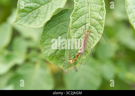Les mouches de grue s'accouplent sur la feuille verte dans l'habitat naturel gros plan photographie de la nature. Banque D'Images