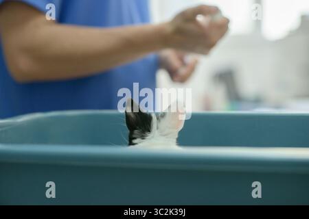 Un lapin noir et blanc jette un coup d’œil sur un porte-sarcelle tandis qu’un vétérinaire en gommage bleu prépare une injection dans une salle d’examen lumineuse, illustrant un petit p Banque D'Images