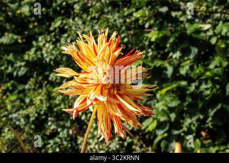 Fleur de dahlia cultivée jaune et rouge dans un jardin anglais avec des outils d'allocation et des lits en arrière-plan Banque D'Images