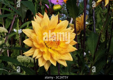 Fleur de dahlia cultivée jaune dans un jardin anglais avec des outils d'allocation et des lits en arrière-plan Banque D'Images