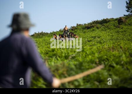 5 juillet 2019 - Estrada, Sabucedo, Espagne - les villageois rassemblent des chevaux sauvages pour leur festival annuel rapa das bestas (apprivoiser les bêtes) à Estrada. Les chevaux sauvages sont capturés dans les collines et emmenés dans le village de Sabucedo pour être tondus et étiquetés dans cette tradition galicienne vieille de plusieurs siècles. (Crédit image : © Diogo Baptista/SOPA images via ZUMA Wire) Banque D'Images