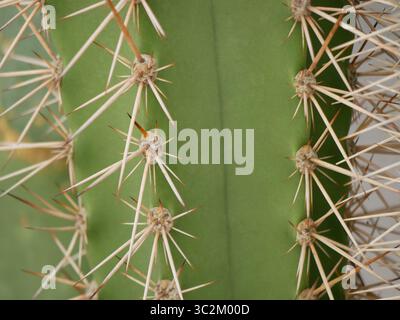 Fond abstrait, texture de cactus avec des épines de près. Banque D'Images