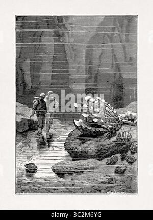 Illustration par Alphonse de Neuville représentant le professeur Aronnax et Conseil trouvant une huître de dimensions extraordinaires tirée du livre 'Twenty Thous Banque D'Images