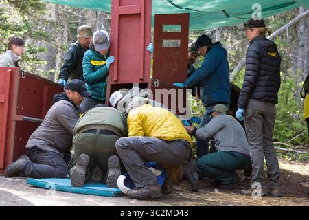 9 juillet 2019, Washington, États-Unis : une équipe de rangers, d’employés et de bénévoles met en caisse une chèvre de montagne tranquille à Hurricane Ridge dans le parc national olympique. Aujourd'hui, c'est le deuxième jour d'un processus de capture et de translocation de deux semaines qui déplace les chèvres de montagne du parc national olympique vers le nord des montagnes Cascade. L'effort est une collaboration entre le National Park Service, le Washington Department of Fish & Wildlife et le USDA Forest Service pour rétablir les populations appauvries de chèvres de montagne dans les cascades du Nord tout en retirant les chèvres non indigènes des montagnes Olympic. ( Banque D'Images