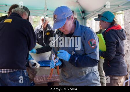 9 juillet 2019, Washington, États-Unis : une équipe de rangers, d’employés et de bénévoles évalue et stabilise une chèvre de montagne tranquille avant de la mettre en caisse à Hurricane Ridge dans le Parc National Olympique. Aujourd'hui, c'est le deuxième jour d'un processus de capture et de translocation de deux semaines qui déplace les chèvres de montagne du parc national olympique vers le nord des montagnes Cascade. L'effort est une collaboration entre le National Park Service, le Washington Department of Fish & Wildlife et le USDA Forest Service pour rétablir les populations appauvries de chèvres de montagne dans les cascades du Nord tout en éliminant les chèvres non indigènes Banque D'Images