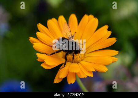 Fleur de calendula orange vif pollinisatrice de bourdon Banque D'Images