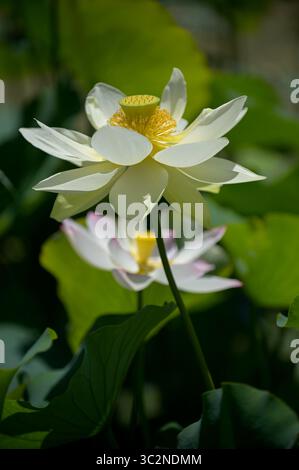 14 juillet 2019 - Los Angeles, Californie, États-Unis - Lotus Blossoms au Lotus Festival. Le 39e Festival annuel du Lotus a lieu du 13 au 14 juillet 2091 à Echo Park Lake à Los Angeles. Le festival de cette année célèbre le pays de la Thaïlande avec des courses de nourriture, de danse et de bateaux-dragons. Le premier festival du lotus était intitulé ''le jour du Lotus'' et a eu lieu un seul jour en 1972. Il a été rebaptisé Festival du Lotus en 1990..L'origine des plantes de lotus originales dans le lac est inconnue. Les fleurs du lotus sud-asiatique, Nelumbo nucifera, sont sacrées pour des millions de personnes à travers le monde. ECHO Park lac était à l'origine Banque D'Images