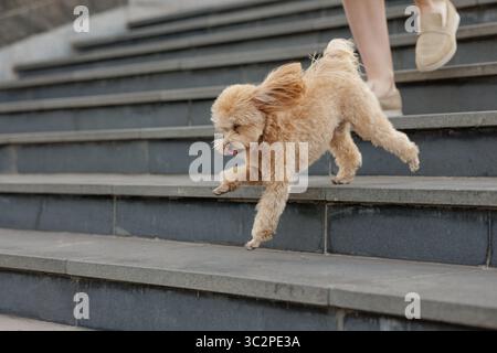 Petit chien ludique descendant les escaliers extérieurs, mélange énergique de caniches jouissant d'un style de vie actif, parfait pour les animaux de compagnie et les thèmes d'animaux. Banque D'Images