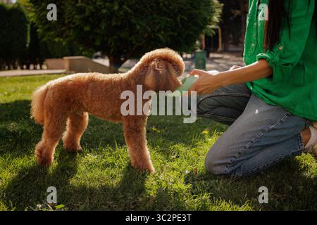 Femme prenant soin de son caniche en donnant de l'eau pendant une promenade en plein air, montrant des soins actifs pour animaux de compagnie, l'amour pour les animaux, et un mode de vie sain Banque D'Images