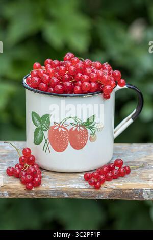 groseilles rouges fraîches dans une vieille tasse en émail Banque D'Images