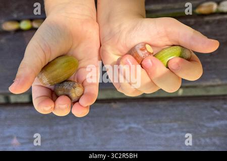 Gros plan des mains d'un enfant tenant doucement des glands, mettant en valeur les éléments naturels trouvés dans la forêt. Idéal pour les projets éco-conscients, nature Banque D'Images