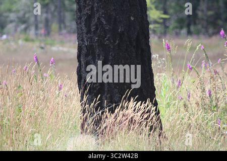 Tree in Field (2024) montrant encore les cicatrices noires des incendies de l'Oregon de 2020 Banque D'Images