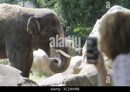 8 août 2019, Kiev, Ukraine : un visiteur prend une photo d'un éléphant d'Asie nommé Horace mange dans le zoo de Kiev..le zoo de Kiev est l'un des plus anciens et plus grands parcs zoologiques d'Europe, début de son activité sur 1909. Le zoo contient environ 368 espèces d'animaux, y compris : oiseaux, reptiles, mammifères, amphibiens, invertébrés et poissons. Bison, chevaux Przhevalskyâ€™, zèbres, girafes, lions, tigres de l'amour, pélicans, flamants roses, cerfs, gorille, les loups et de nombreux autres animaux vivent ici, comme l'ont rapporté les médias locaux. (Crédit image : © Pavlo Gonchar/SOPA images via ZUMA Wire) Banque D'Images