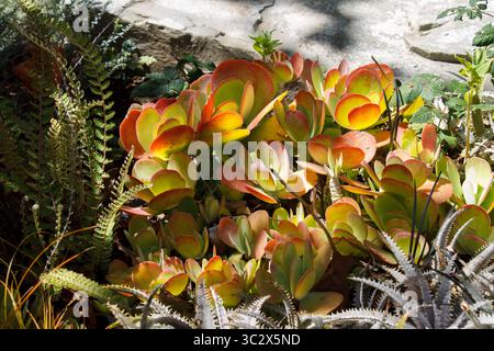 Les Kalanchoe luciae belles plantes dans un jardin Banque D'Images