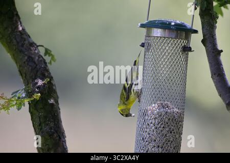Le siskin mâle (Carduelis spinus) se nourrit de graines de tournesol provenant d'une mangeoire à oiseaux, Lockerbie, Dumfries et Galloway Banque D'Images