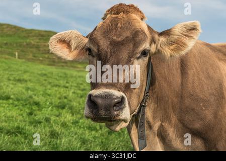 Gros plan d'une vache suisse brune dans un pâturage vert, canton d'Appenzell Innerrhoden, Suisse Banque D'Images