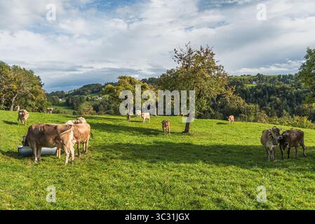 Vaches laitières brunes pâturant dans un pâturage vert, Canton de généreux Gallen, Suisse Banque D'Images