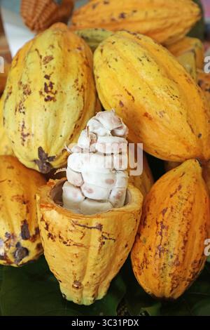 Les fruits de cacao contiennent de la pulpe blanche savoureuse sucrée et acidulée entourant les fèves de cacao et peuvent être consommés crus Banque D'Images