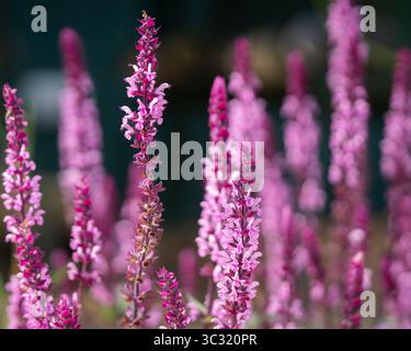 Sauge rose des bois (Salvia nemorosa) 'Caradonna Pink'. Une abeille et des fleurs de salvia roses. Salvia nemorosa ou fleurs roses de sauge des bois en gros plan. Banque D'Images