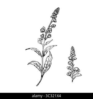 Fleurs de printemps avec pétales et feuilles, ensemble de silhouettes, croquis noir et blanc. Illustration vectorielle. Fleurs de prairie, isolées sur fond blanc Illustration de Vecteur