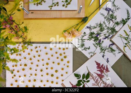 Fleurs pressées et feuilles disposées sur papier blanc pour des projets d'art botanique. Fleurs sauvages colorées et verdure parfaites pour l'artisanat, scrapbooking, o Banque D'Images