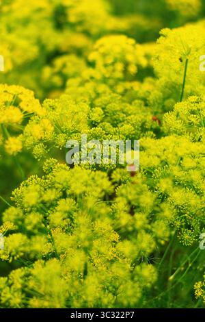 Gros plan de fleurs d'aneth fleurissant dans le jardin, montrant des grappes jaunes vives avec une mise au point douce. Banque D'Images