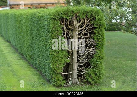 Arborvitae, thujas (Thuja), haie rectangulaire, coupe transversale, tronc d'arbre, branches, brindilles et feuilles, jardin, Ismaning, haute-Bavière, Bavière, allemand Banque D'Images