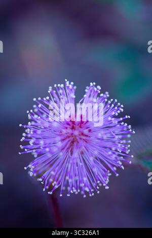 Fleur de shameplant pourpre Banque D'Images