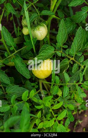 Deux tomates non mûres en vue, affichant des notes de jaunissement et couvertes de minuscules gouttelettes d'eau, sont nichées au milieu de feuilles vertes luxuriantes sur un GA sain Banque D'Images